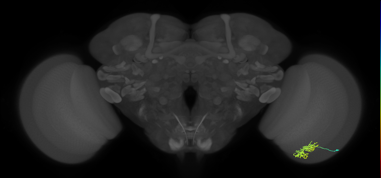 Cm5_R (JRC_OpticLobe:89316)
