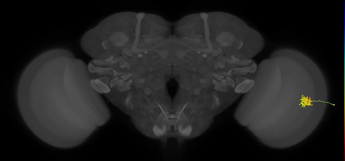 Cm5_R (JRC_OpticLobe:67040)