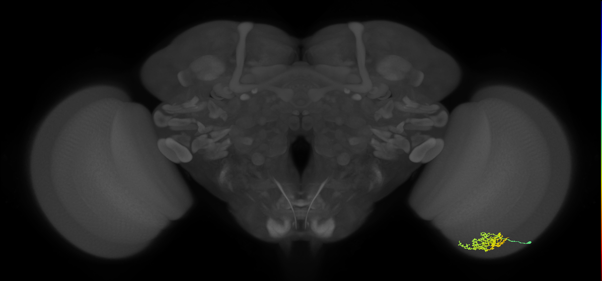 Cm5_R (JRC_OpticLobe:76473)