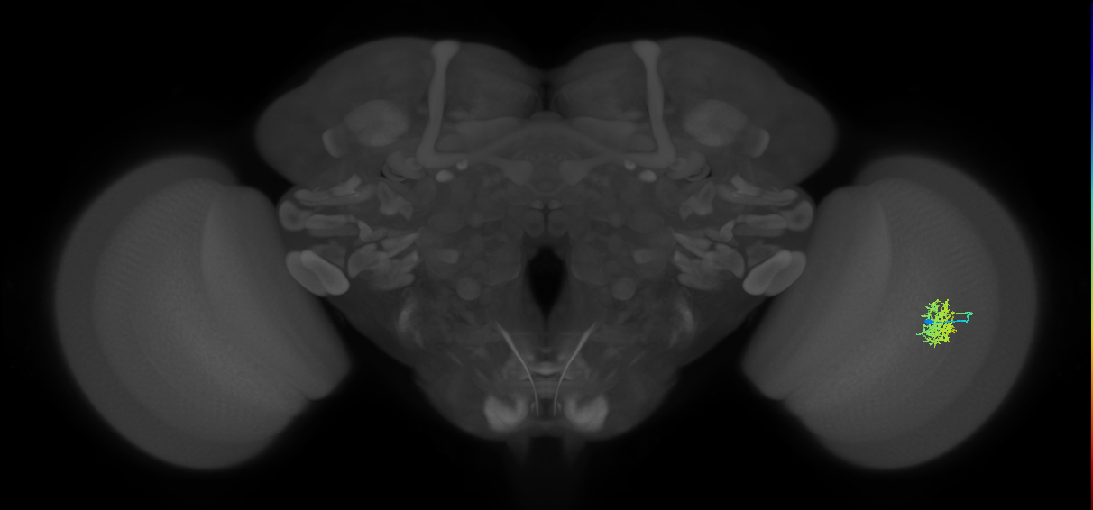 Cm5_R (JRC_OpticLobe:61966)