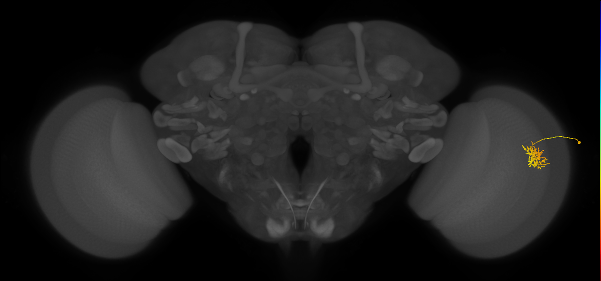 Cm5_R (JRC_OpticLobe:554822)