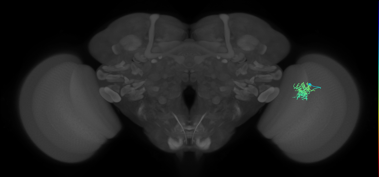 Cm5_R (JRC_OpticLobe:80514)
