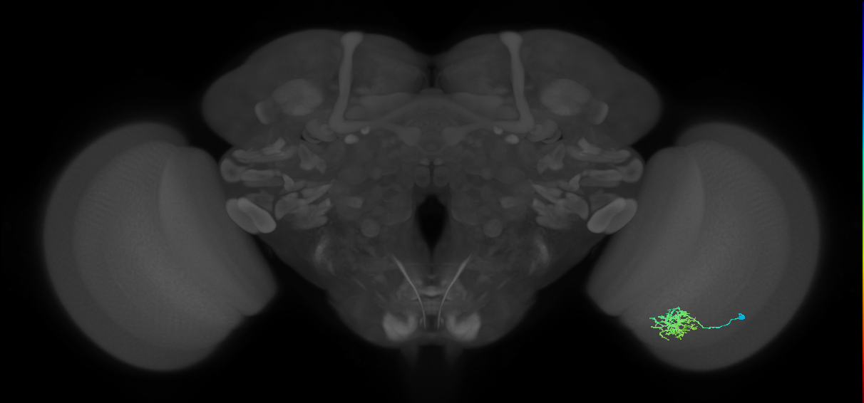 Cm6_R (JRC_OpticLobe:69547)