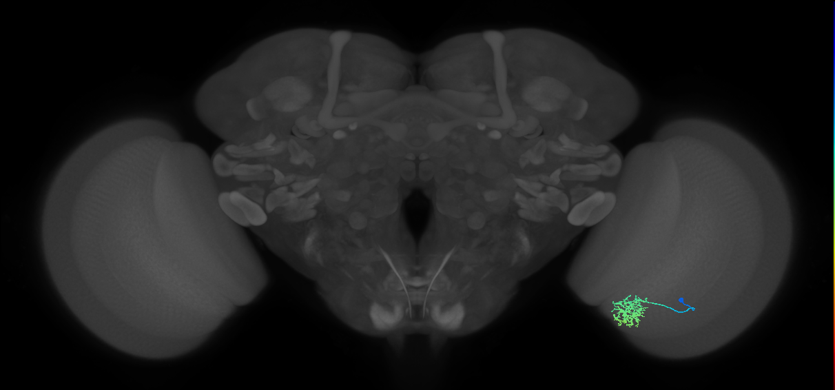 Cm6_R (JRC_OpticLobe:85461)