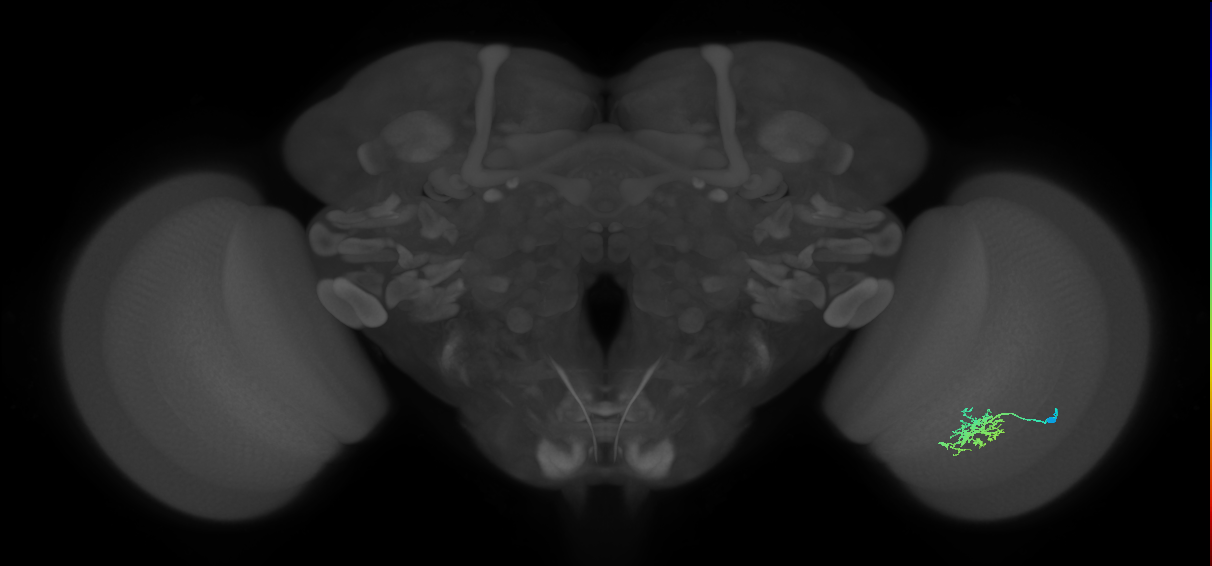 Cm6_R (JRC_OpticLobe:79546)