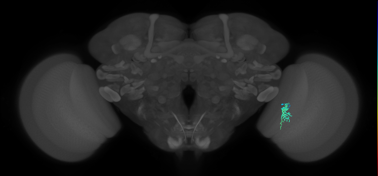 Cm6_R (JRC_OpticLobe:134669)