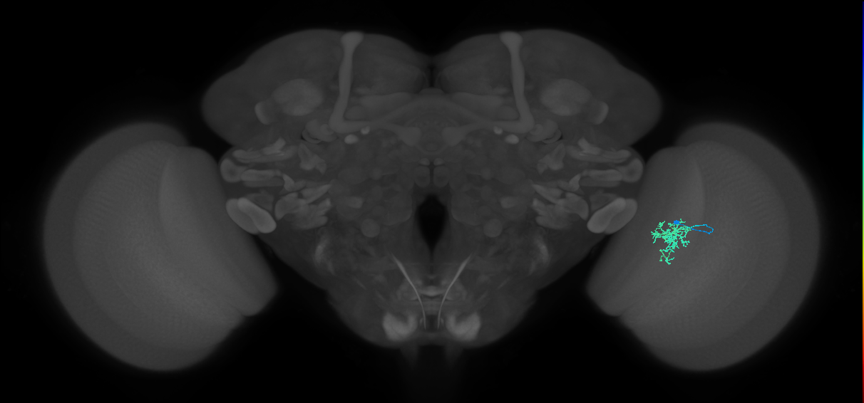Cm6_R (JRC_OpticLobe:107372)