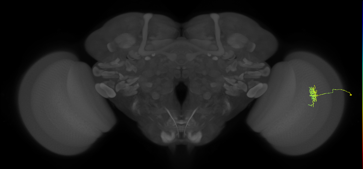 Cm6_R (JRC_OpticLobe:143265)