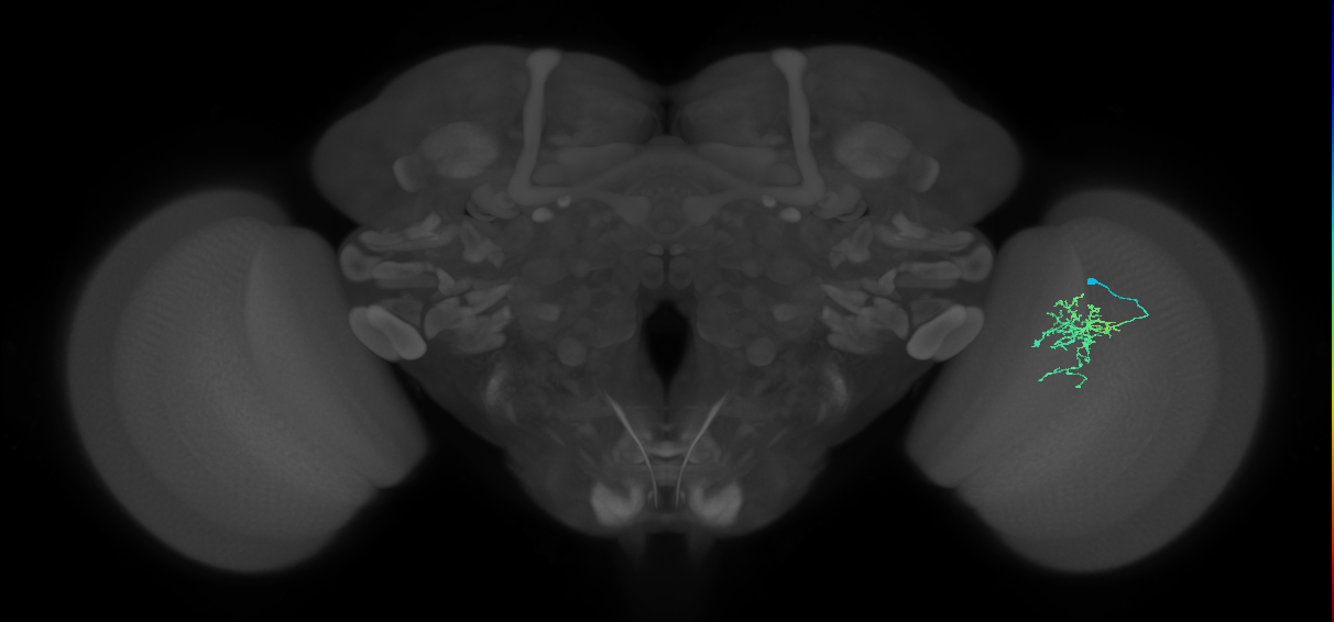 Cm6_R (JRC_OpticLobe:109145)