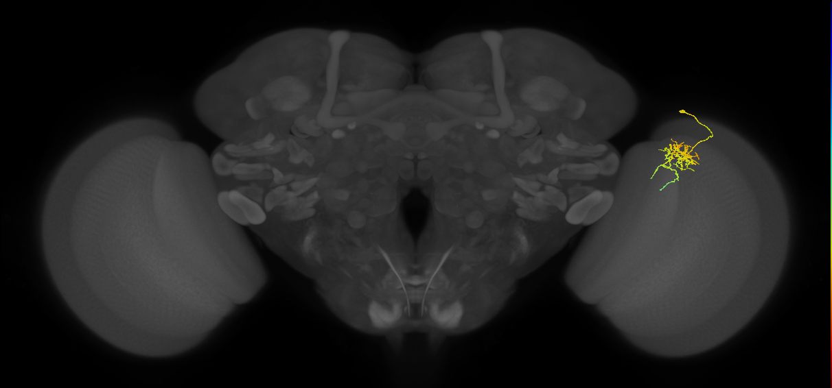 Cm6_R (JRC_OpticLobe:86662)