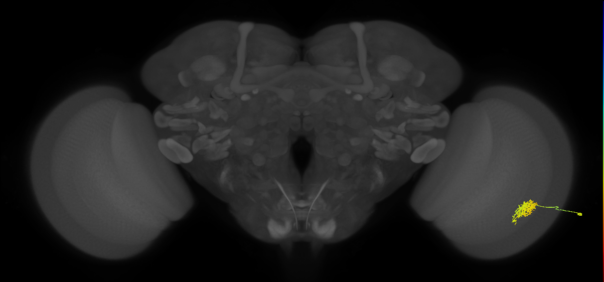 Cm6_R (JRC_OpticLobe:61147)