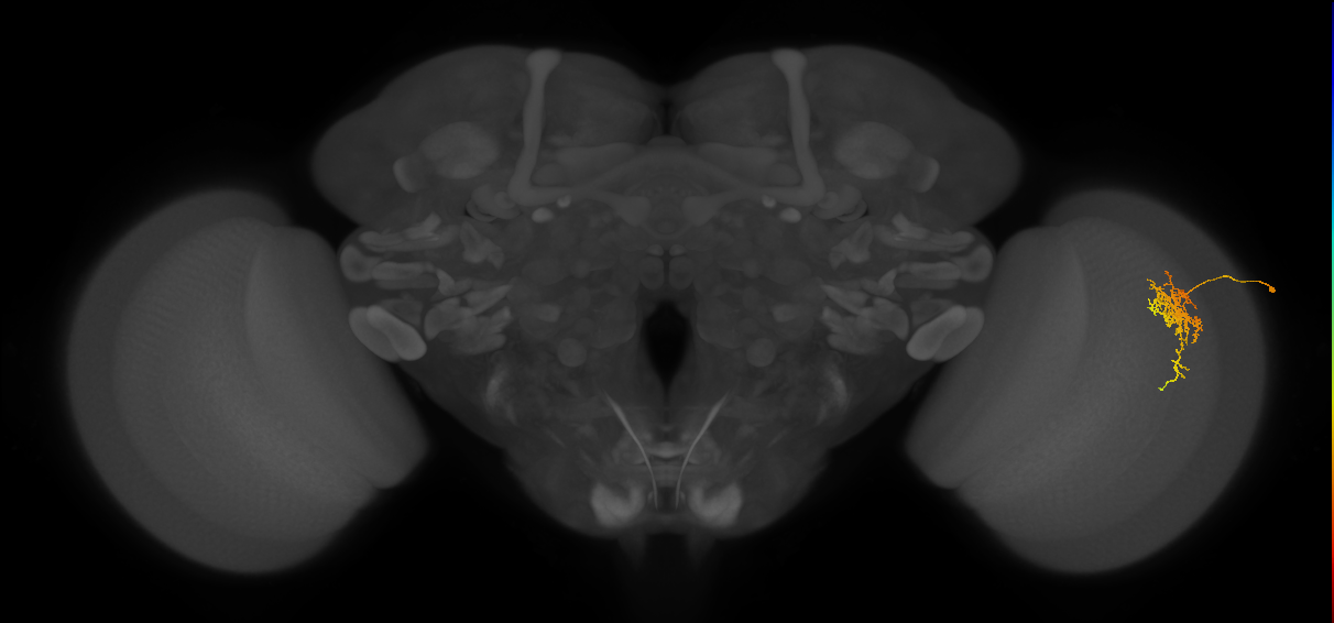 Cm6_R (JRC_OpticLobe:65595)