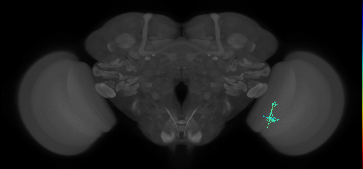 Cm6_R (JRC_OpticLobe:138281)