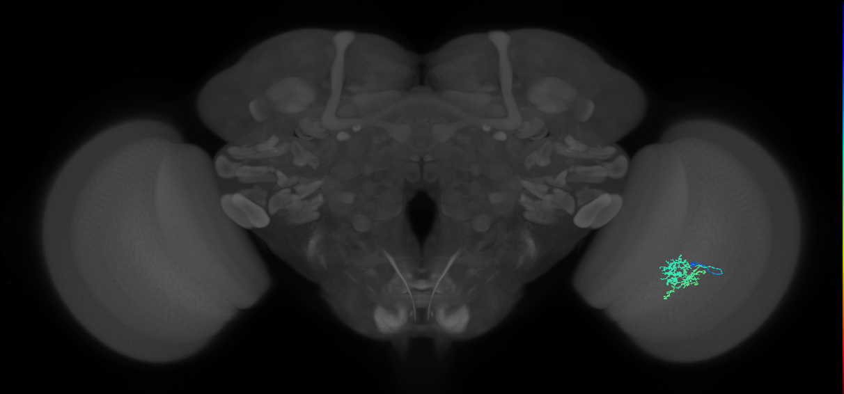 Cm6_R (JRC_OpticLobe:79665)