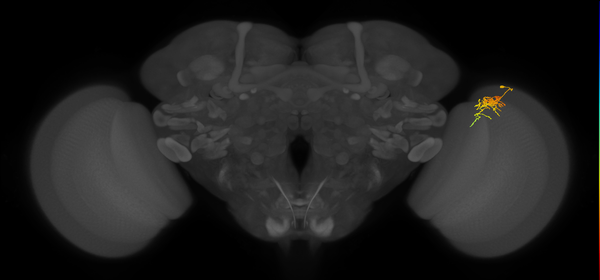 Cm6_R (JRC_OpticLobe:86884)