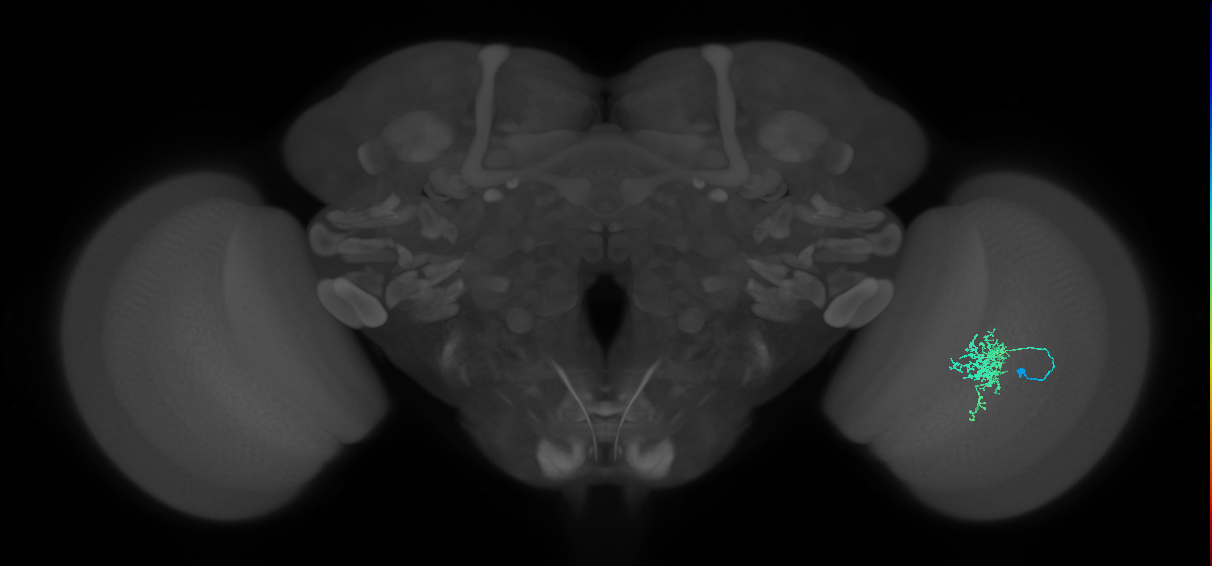 Cm6_R (JRC_OpticLobe:71806)