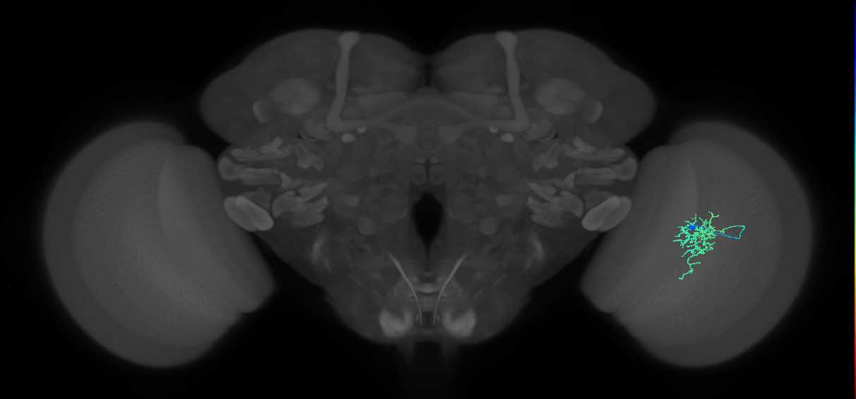 Cm6_R (JRC_OpticLobe:70863)