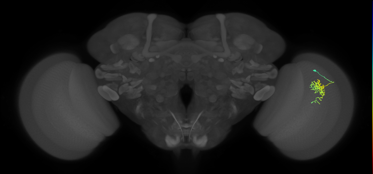 Cm6_R (JRC_OpticLobe:83837)