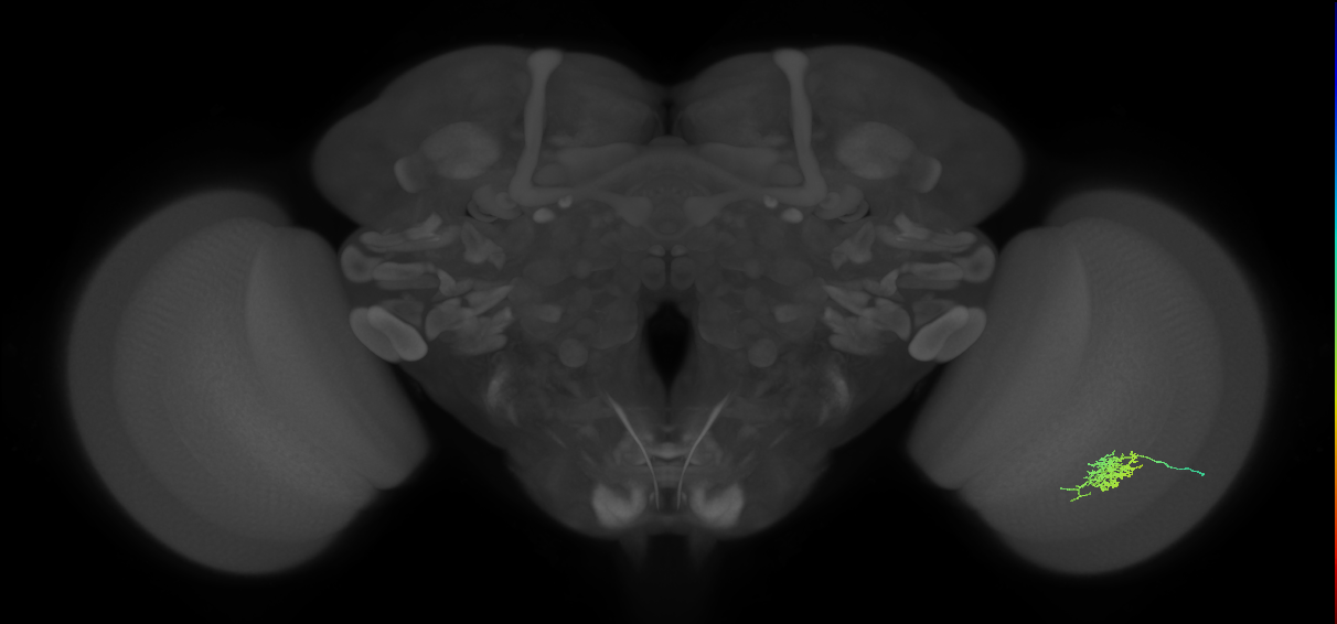 Cm6_R (JRC_OpticLobe:109880)