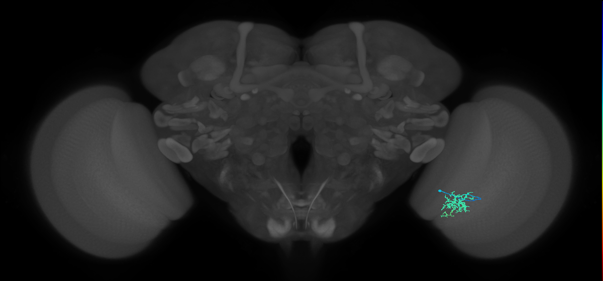 Cm6_R (JRC_OpticLobe:126477)