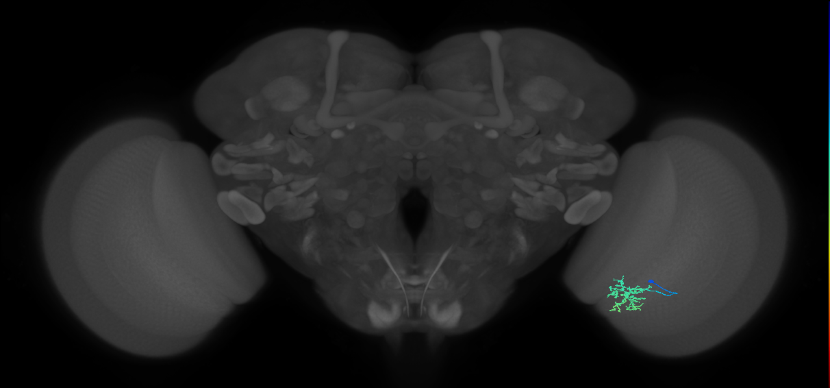 Cm6_R (JRC_OpticLobe:114973)