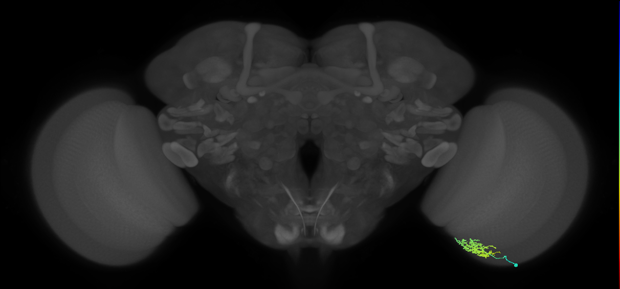 Cm6_R (JRC_OpticLobe:80816)
