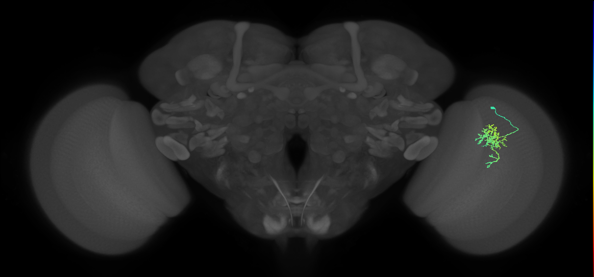 Cm6_R (JRC_OpticLobe:97801)