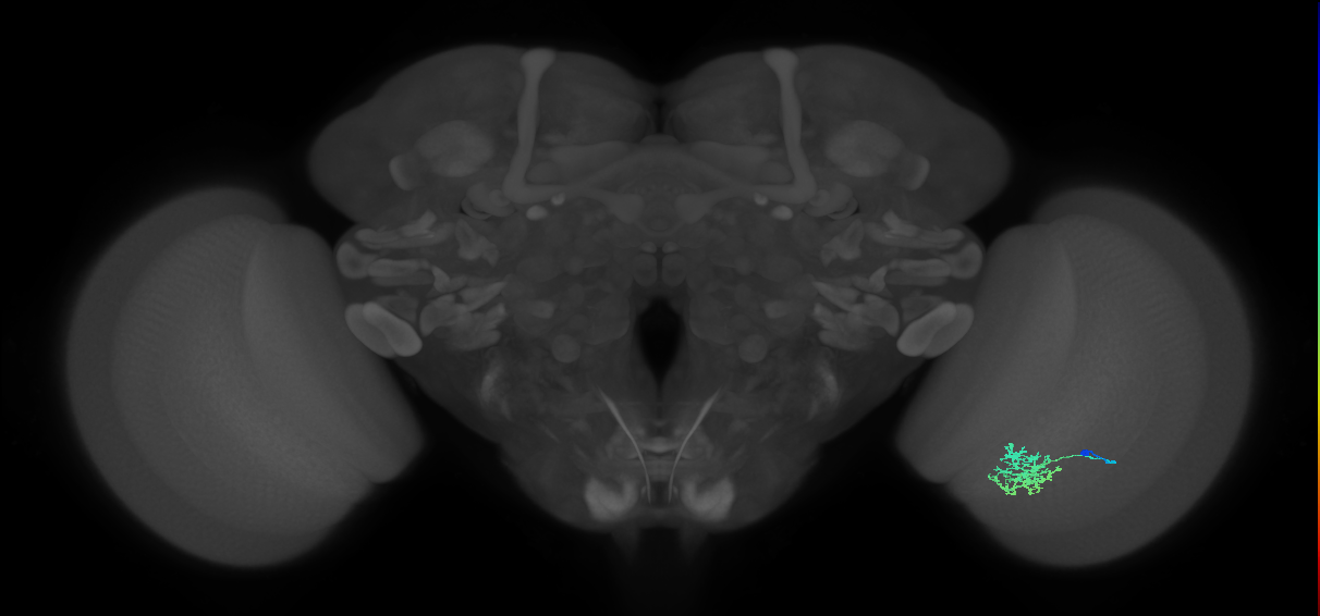 Cm6_R (JRC_OpticLobe:97472)