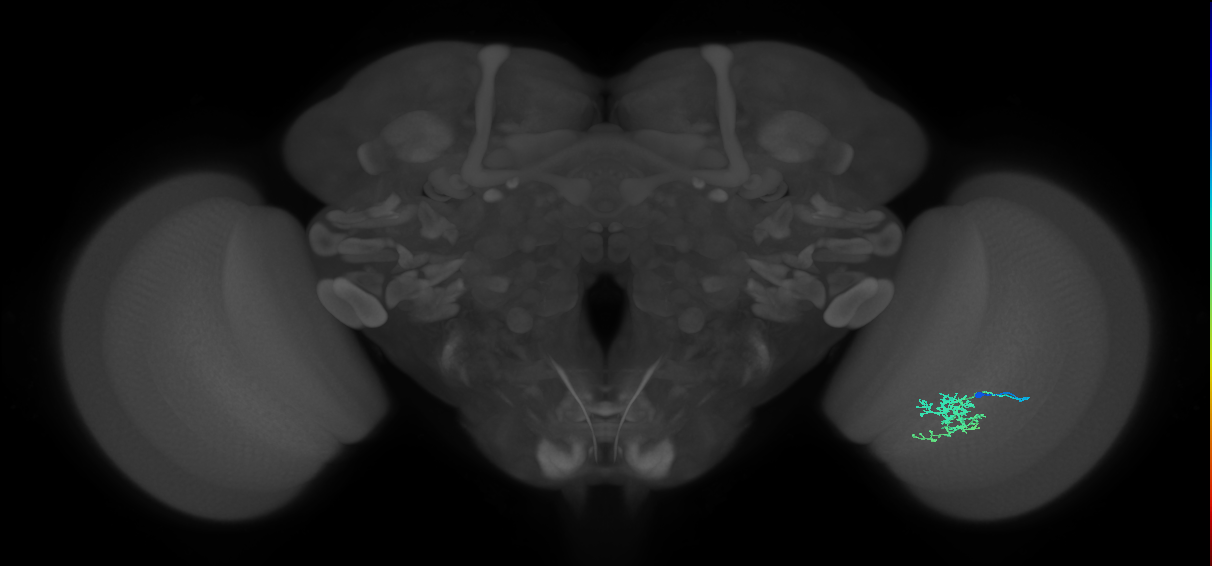 Cm6_R (JRC_OpticLobe:90653)
