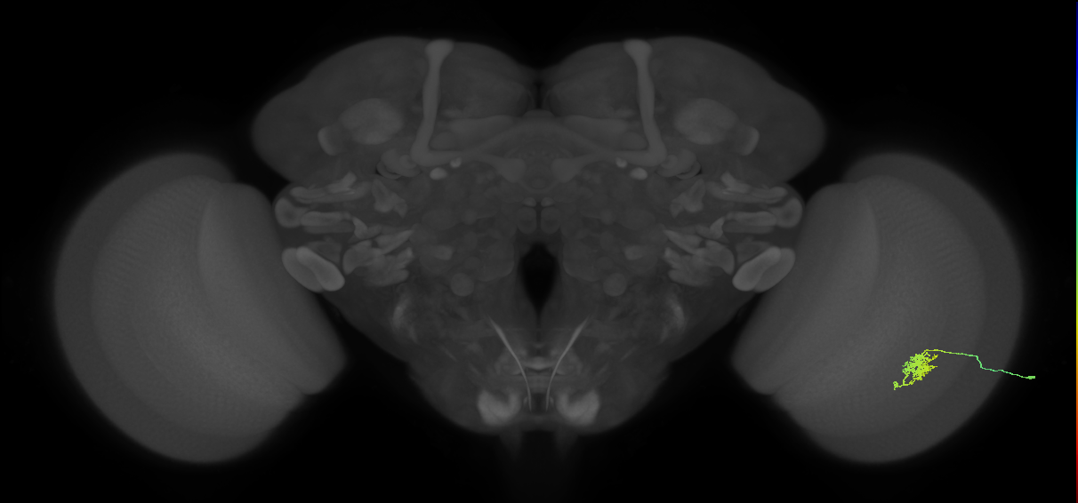 Cm6_R (JRC_OpticLobe:113204)