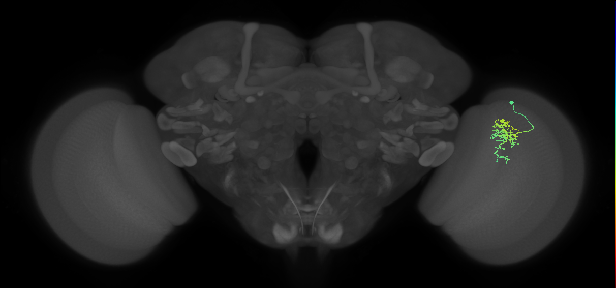 Cm6_R (JRC_OpticLobe:86122)