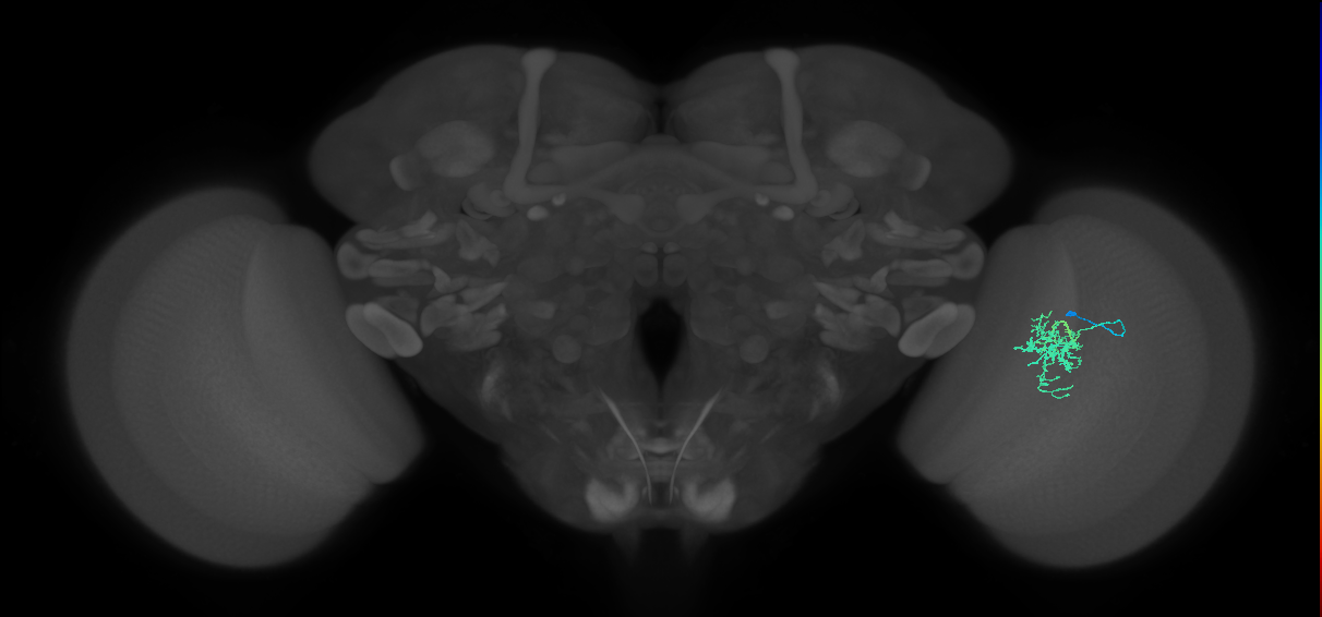 Cm6_R (JRC_OpticLobe:85115)