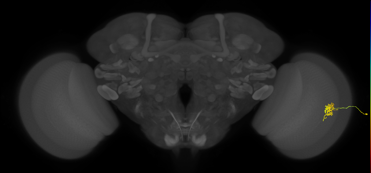 Cm6_R (JRC_OpticLobe:85541)