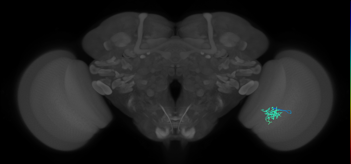 Cm6_R (JRC_OpticLobe:102321)