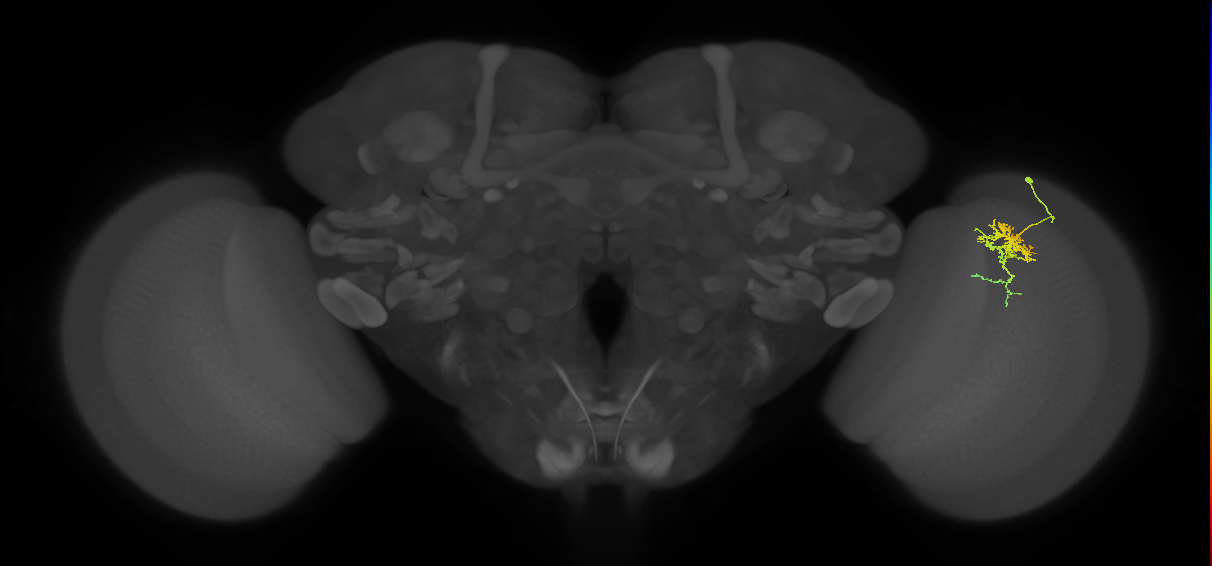 Cm6_R (JRC_OpticLobe:78034)