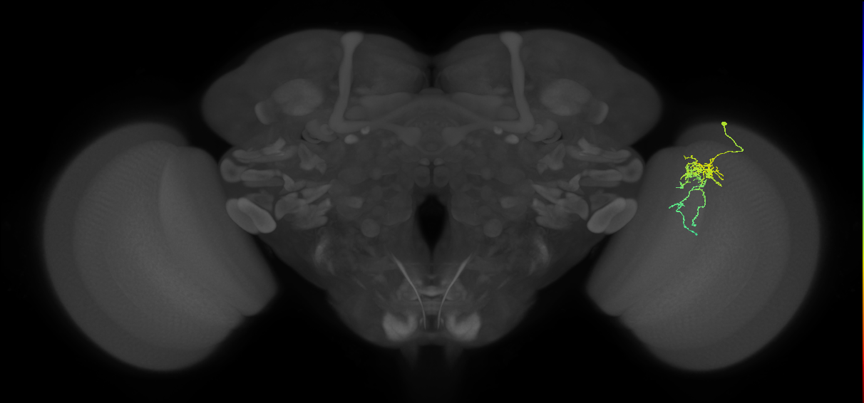 Cm6_R (JRC_OpticLobe:84885)