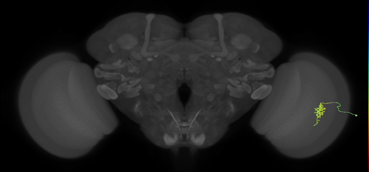 Cm6_R (JRC_OpticLobe:114437)