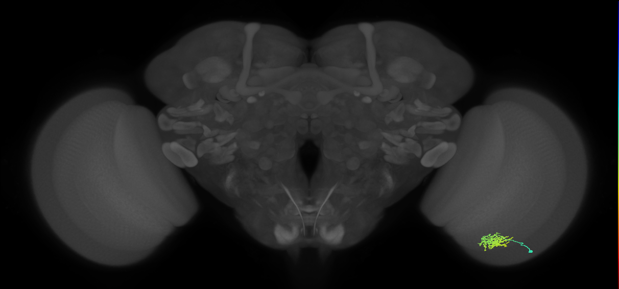 Cm6_R (JRC_OpticLobe:89480)