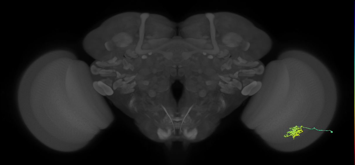 Cm6_R (JRC_OpticLobe:64708)