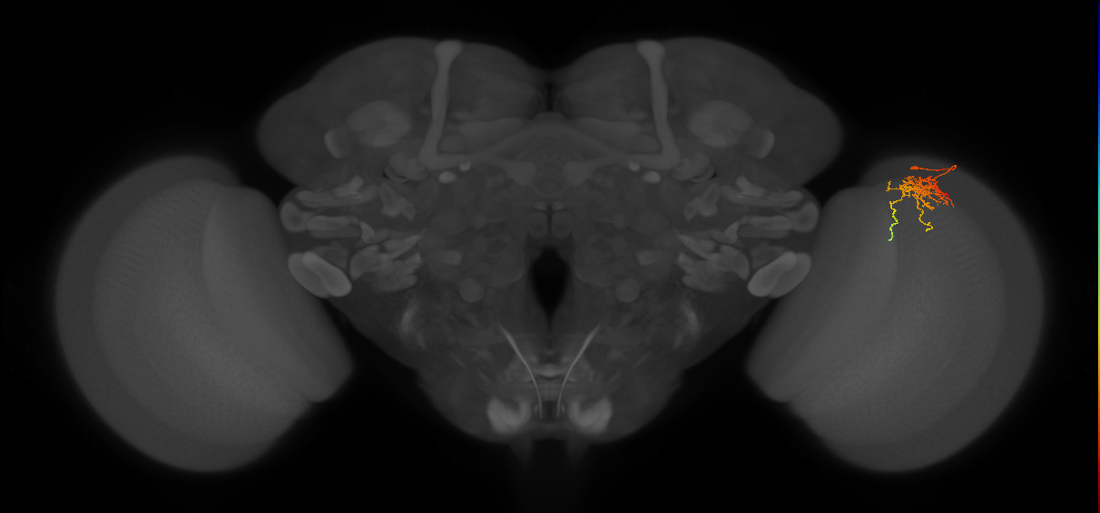Cm6_R (JRC_OpticLobe:75055)