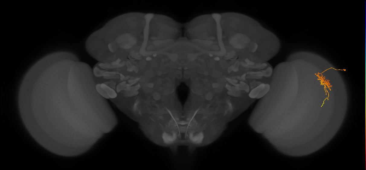 Cm6_R (JRC_OpticLobe:68607)