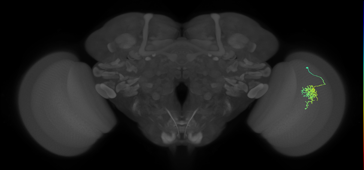 Cm6_R (JRC_OpticLobe:99581)