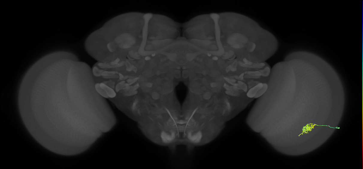 Cm6_R (JRC_OpticLobe:85222)