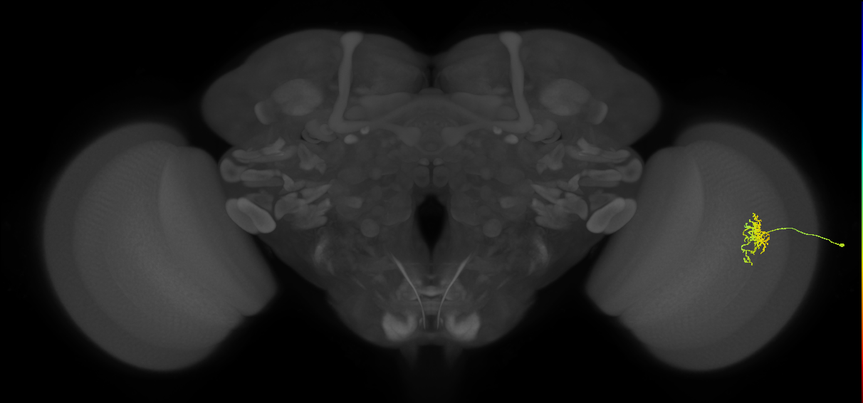 Cm6_R (JRC_OpticLobe:122488)