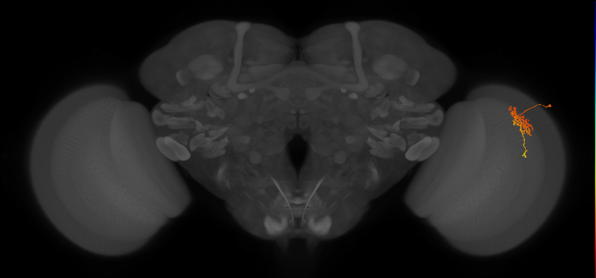 Cm6_R (JRC_OpticLobe:68150)
