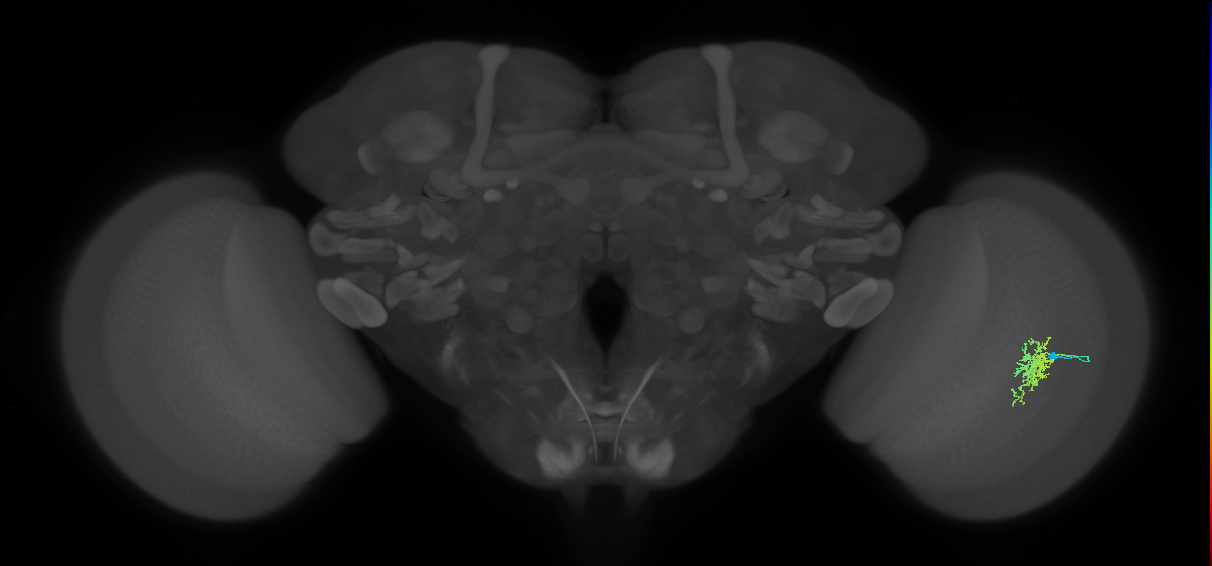 Cm6_R (JRC_OpticLobe:73471)