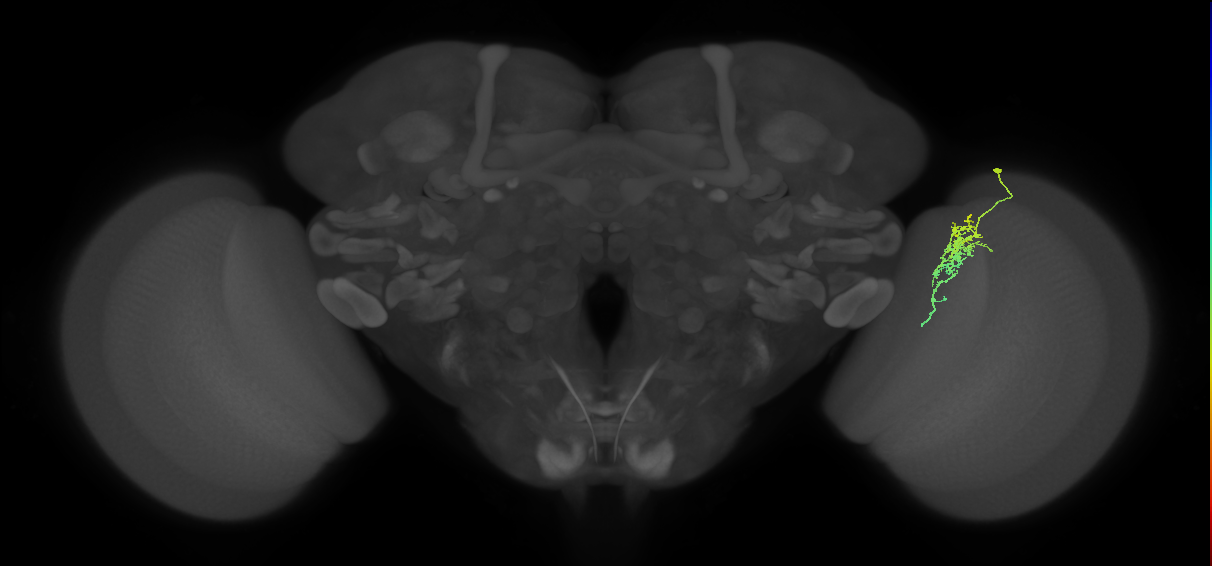 Cm6_R (JRC_OpticLobe:95693)