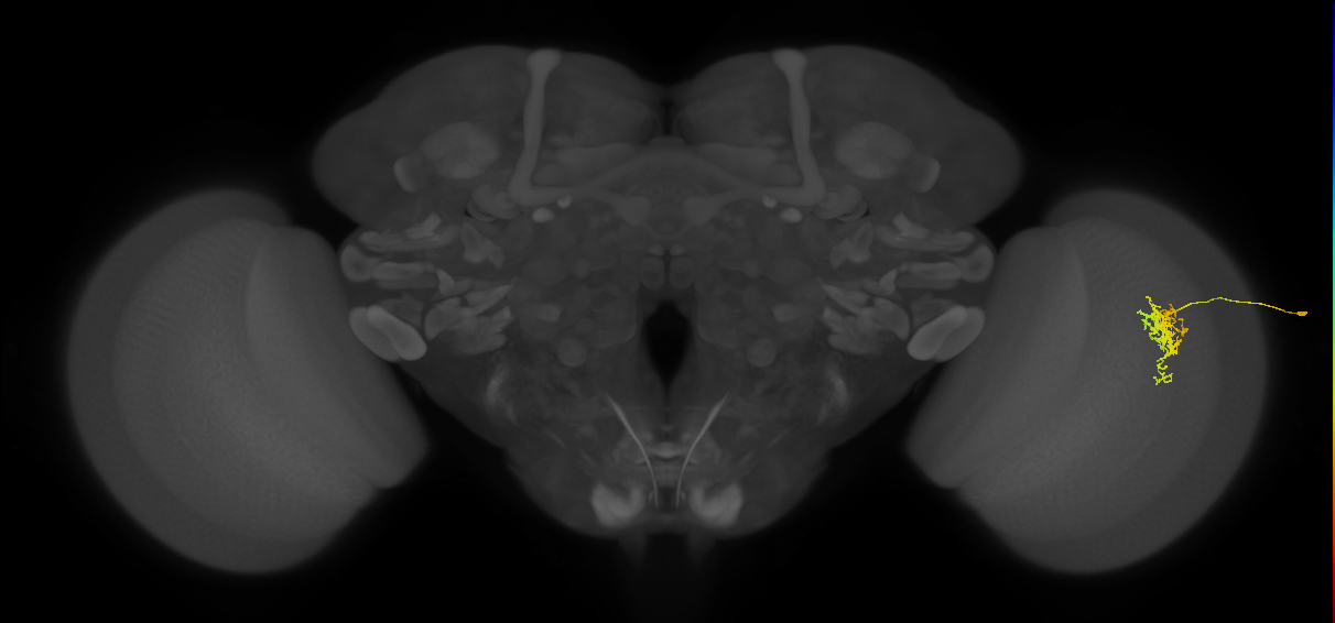 Cm6_R (JRC_OpticLobe:110976)