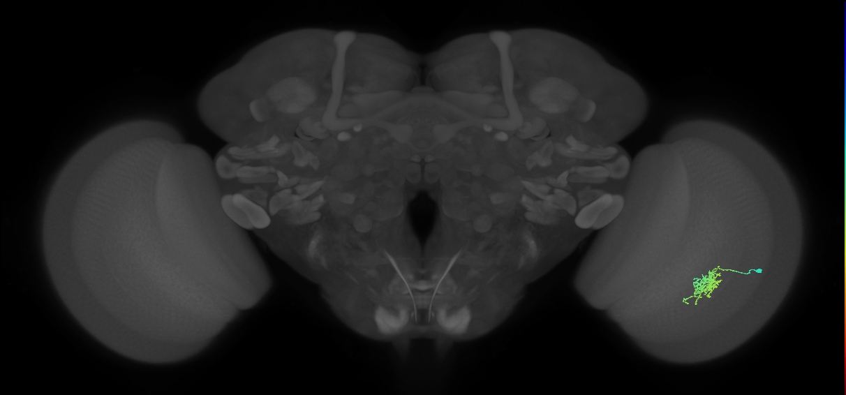 Cm6_R (JRC_OpticLobe:72176)