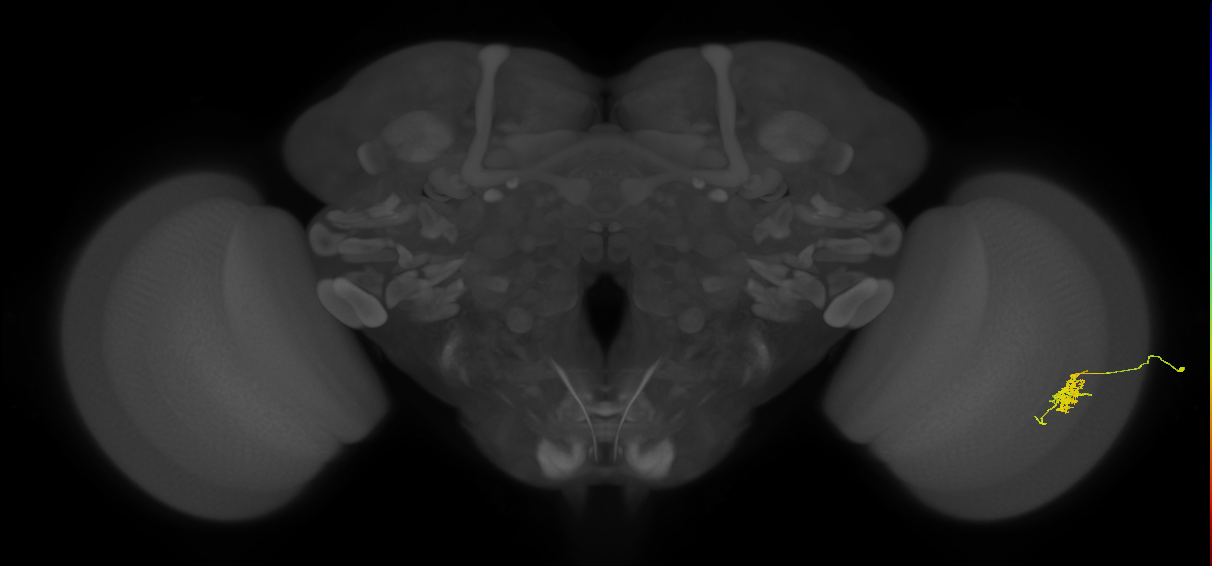 Cm6_R (JRC_OpticLobe:86227)